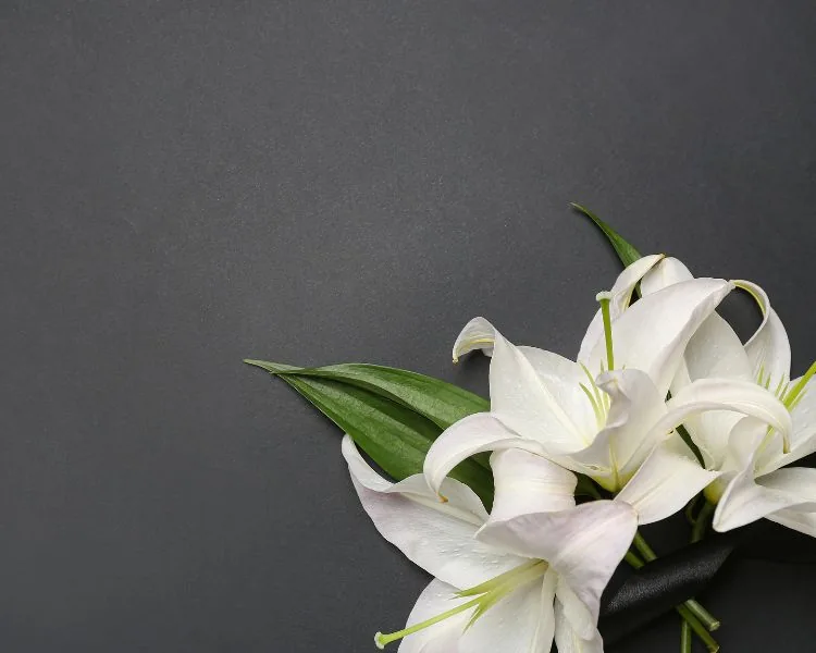 Lys blanc funéraire