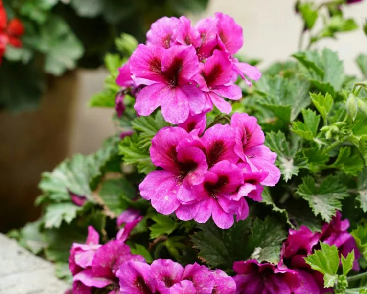 Les fleurs selon le rite
