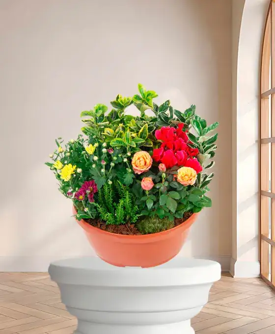 Composition de plantes funéraires en pot : cyprès, cyclamen, rosier