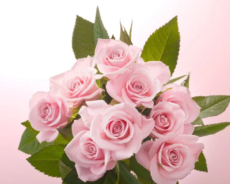 Roses roses funéraires